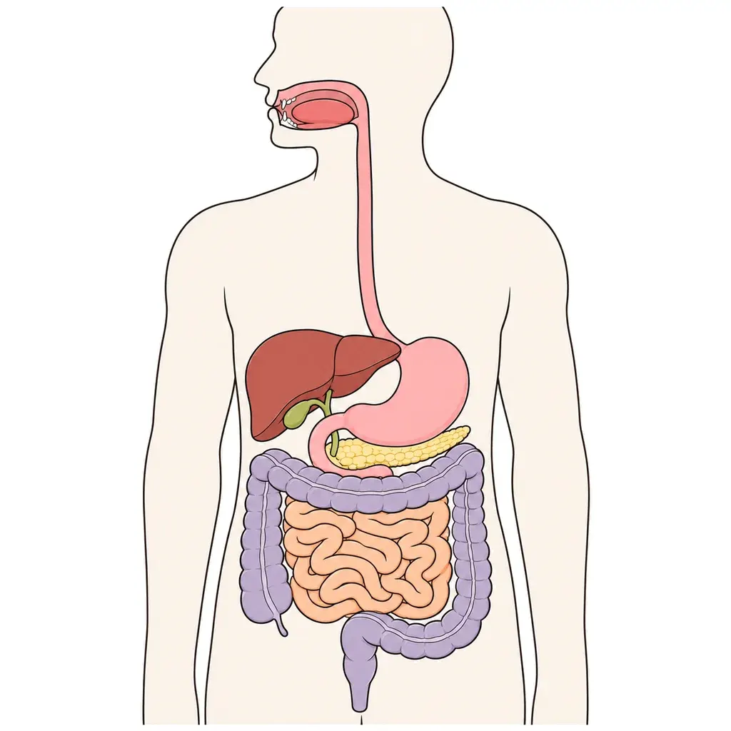 Digestive system